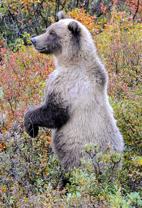 Carnivores Around The World 2025 𝚆𝚊𝚝𝚌𝚑 In Different Resolution

